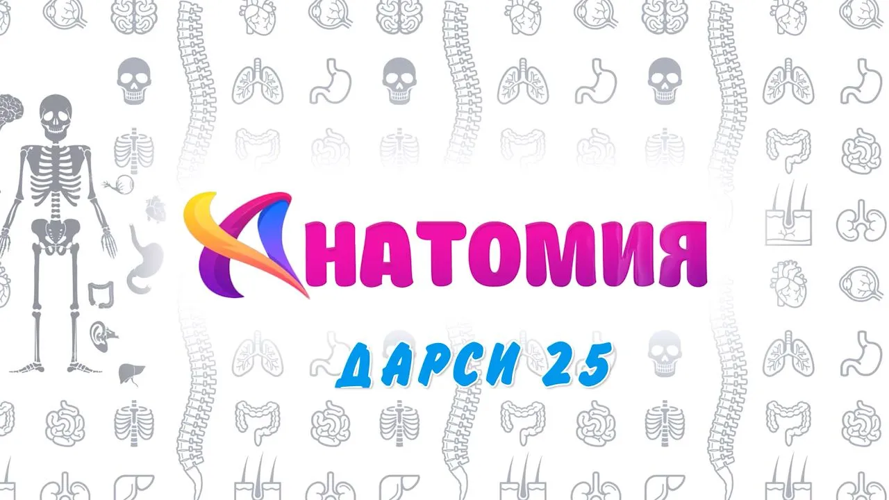 25 Лейкотситхо ва иммунитет