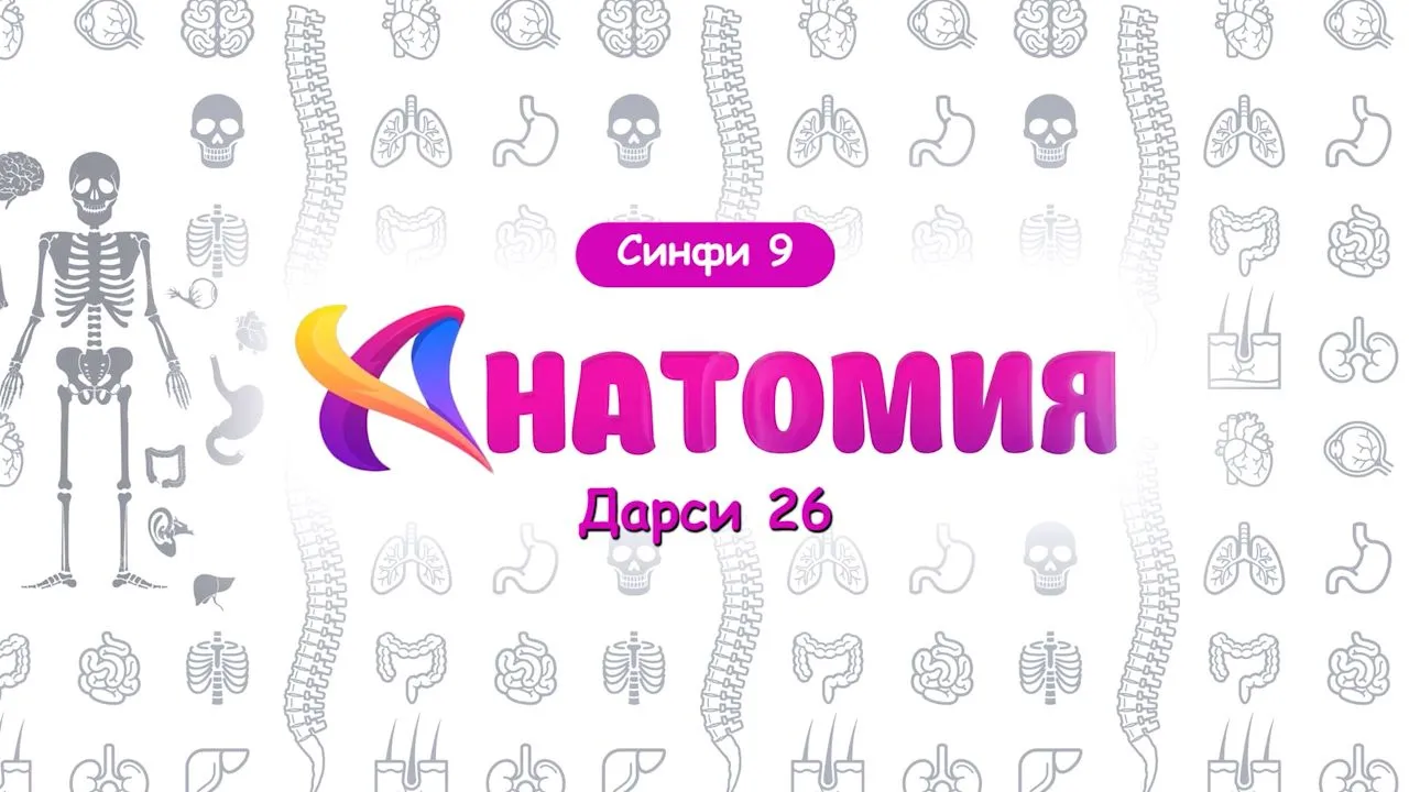 26. Гардиши хун. Ҳаракати хун дар организм