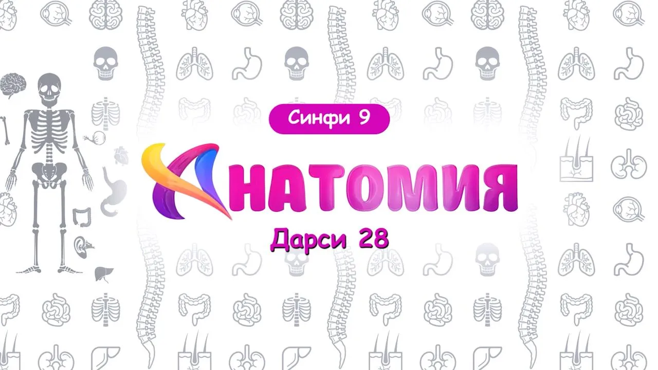 28. Ҳаракати хун дар рагҳо, гардиши лимфа