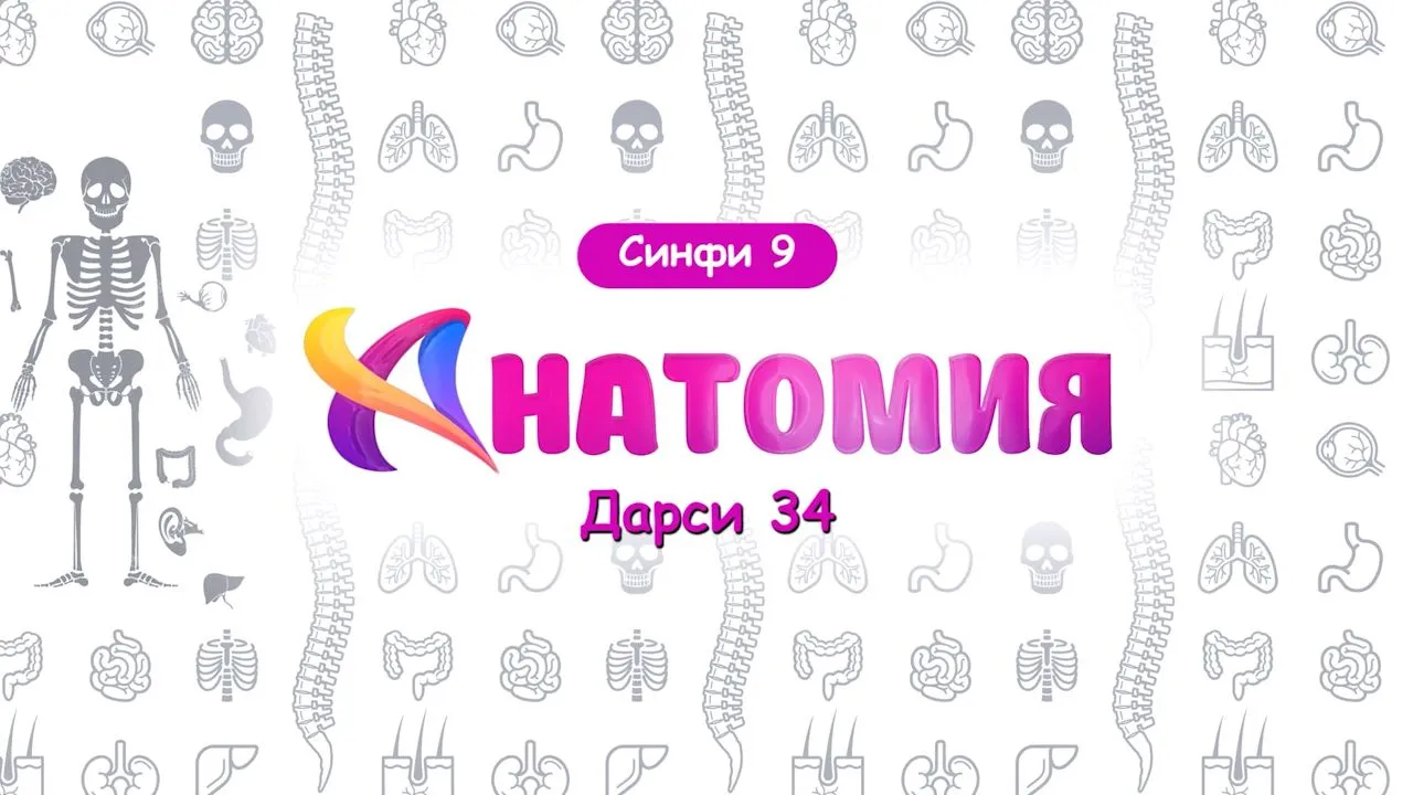 34 Ҳазми хӯрок дар ковокии даҳон