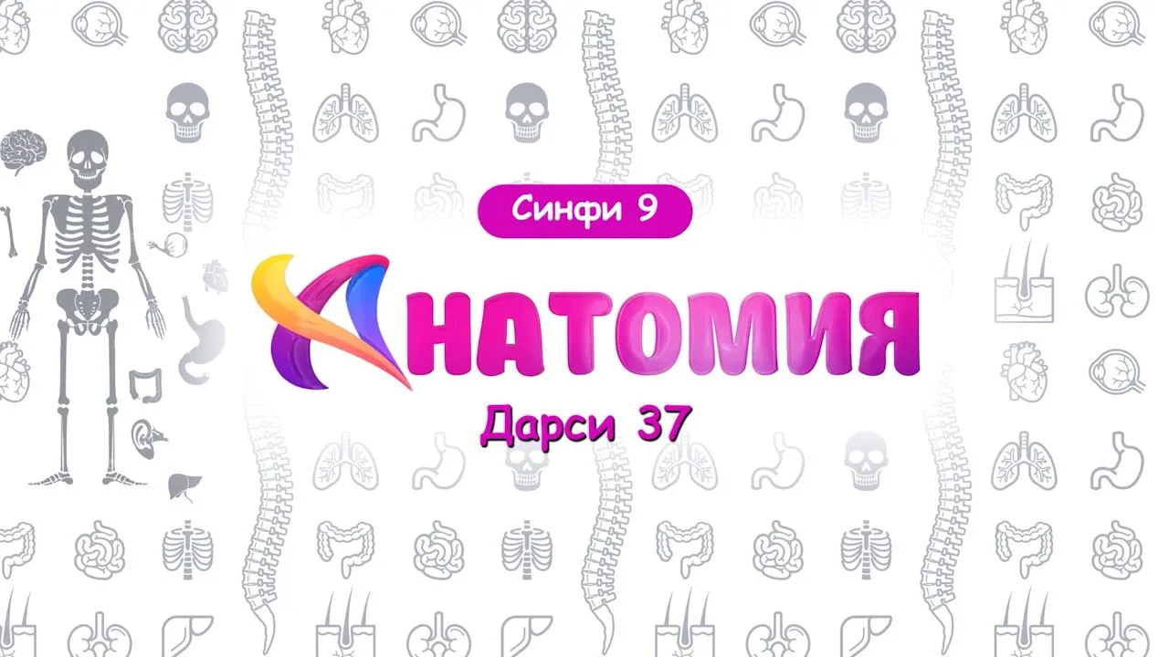 37 Мубодилаи моддахои ғайриорганикӣ. Танзими мубодилаи моддаҳо