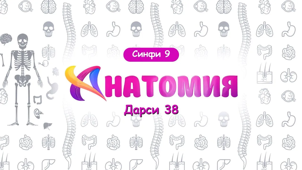 38 Витаминҳо