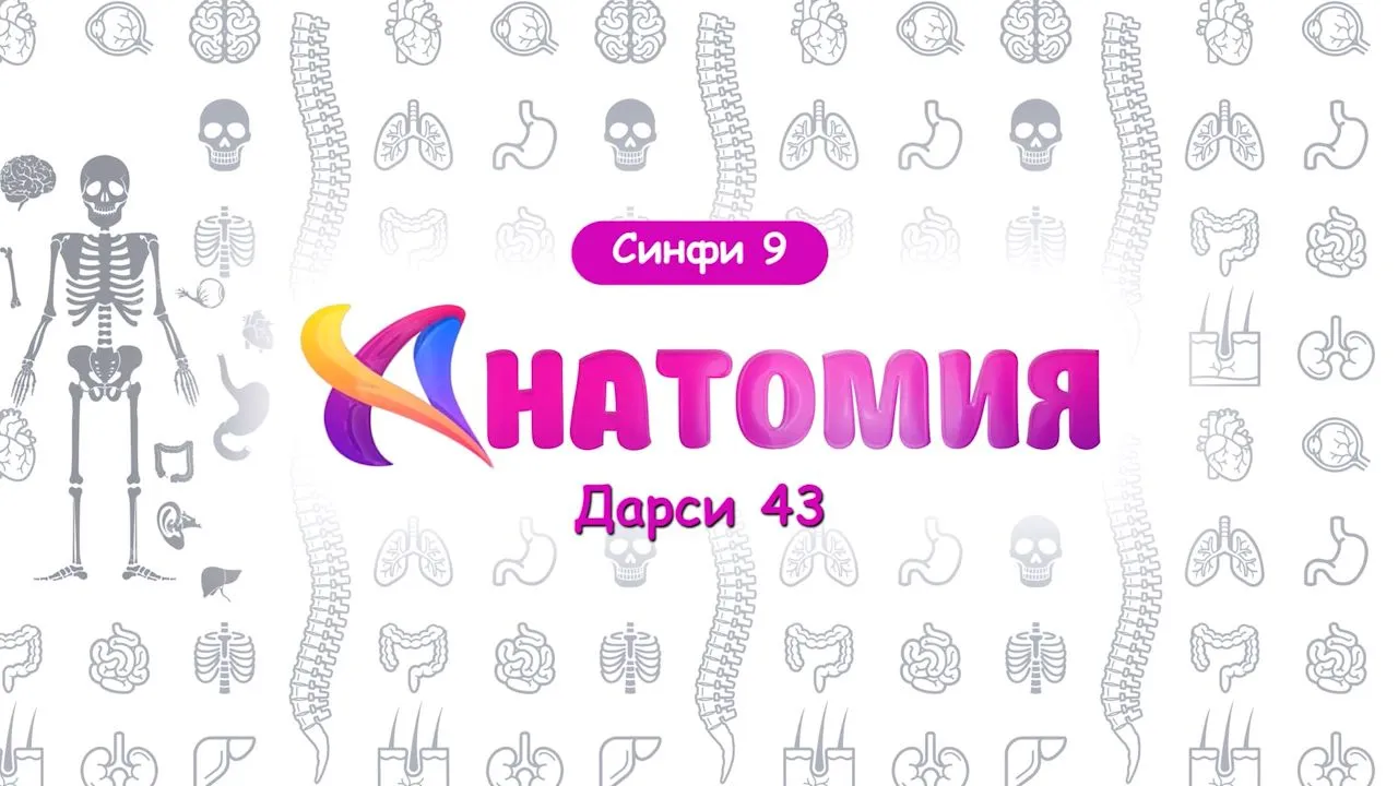 43 Балоғати ҷинсӣ. Тавсифи давраи наврасӣ
