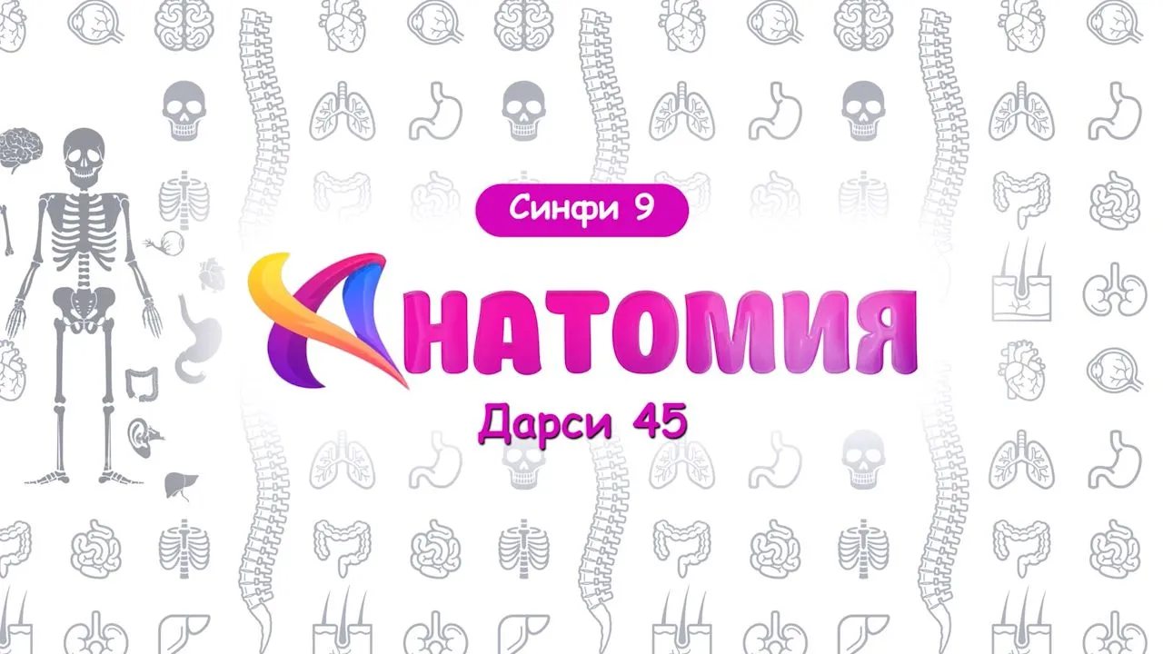 45 Сабзиш ва инкишофи кӯдак